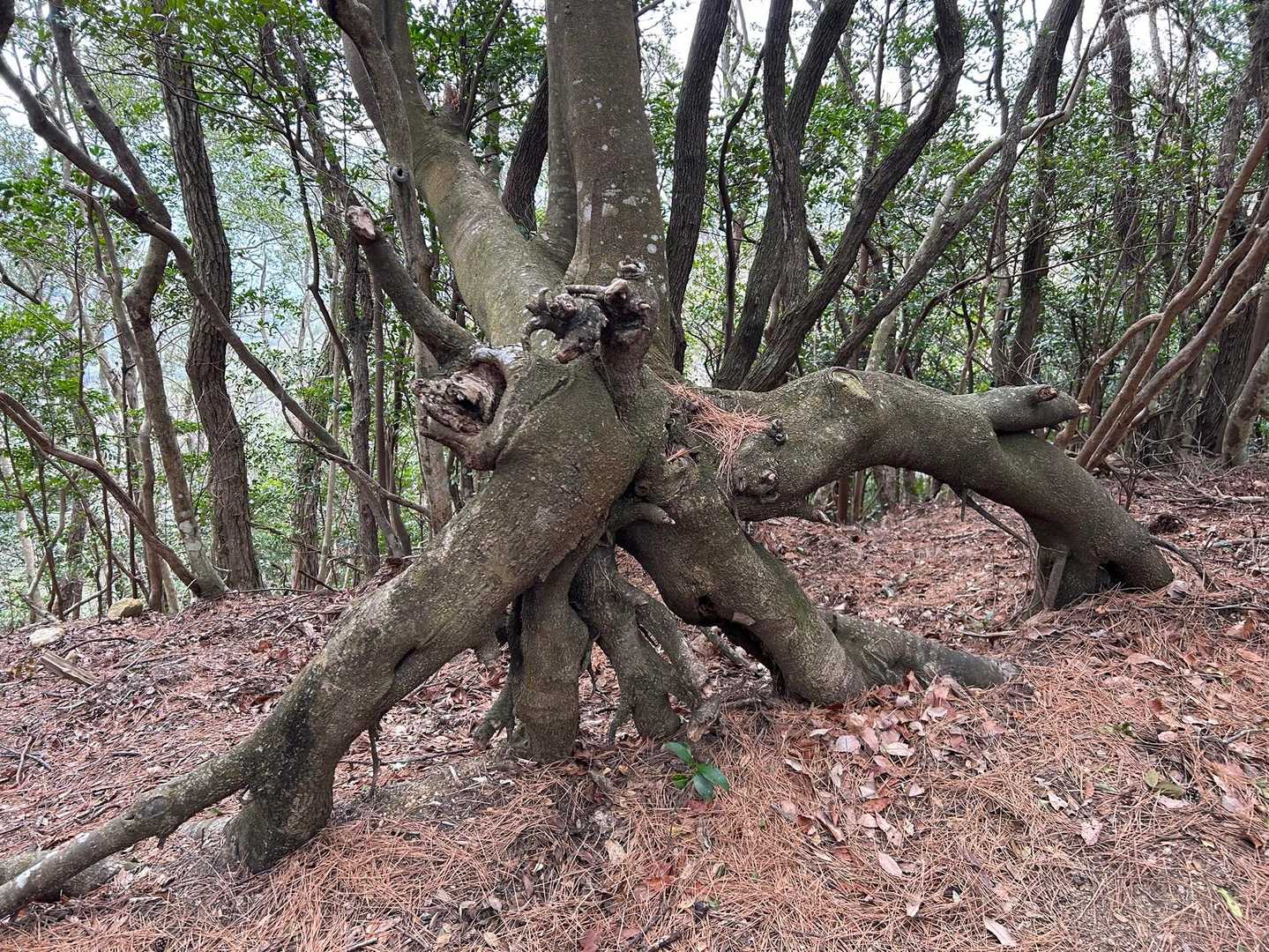 何がなんだかの木🌲