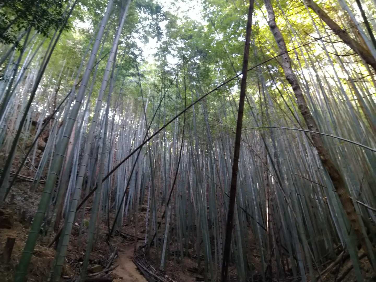 このまま引き返そうと思ったが、せっかく来たので山頂へ