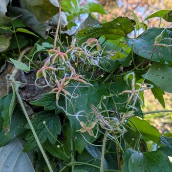 ボタンヅルの花後だ