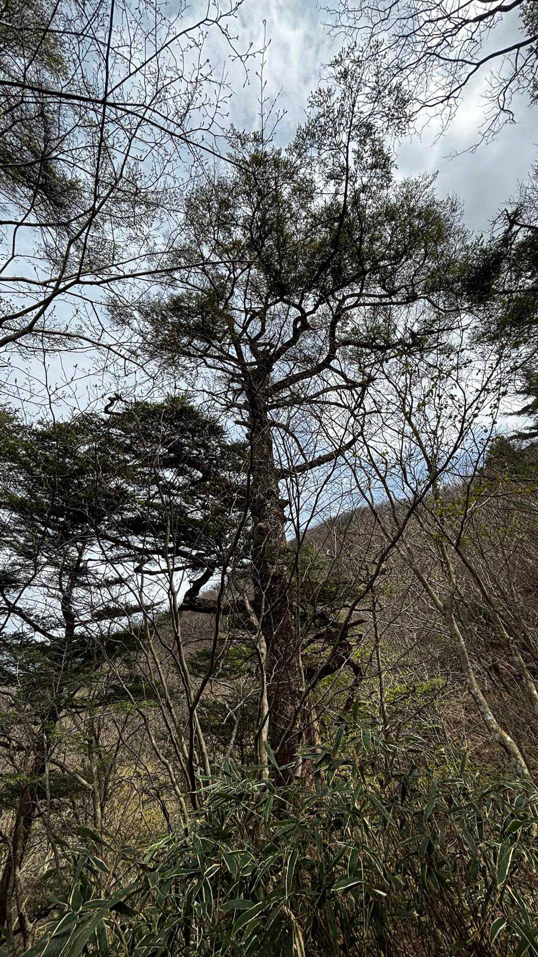 瓢ヶ岳 往復コースの写真