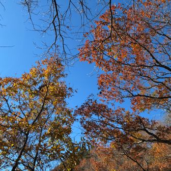 上を見上げて…この方達の仕業やね🍂🤭