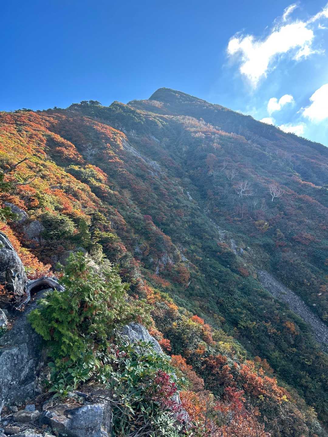 🍁に見惚れます。