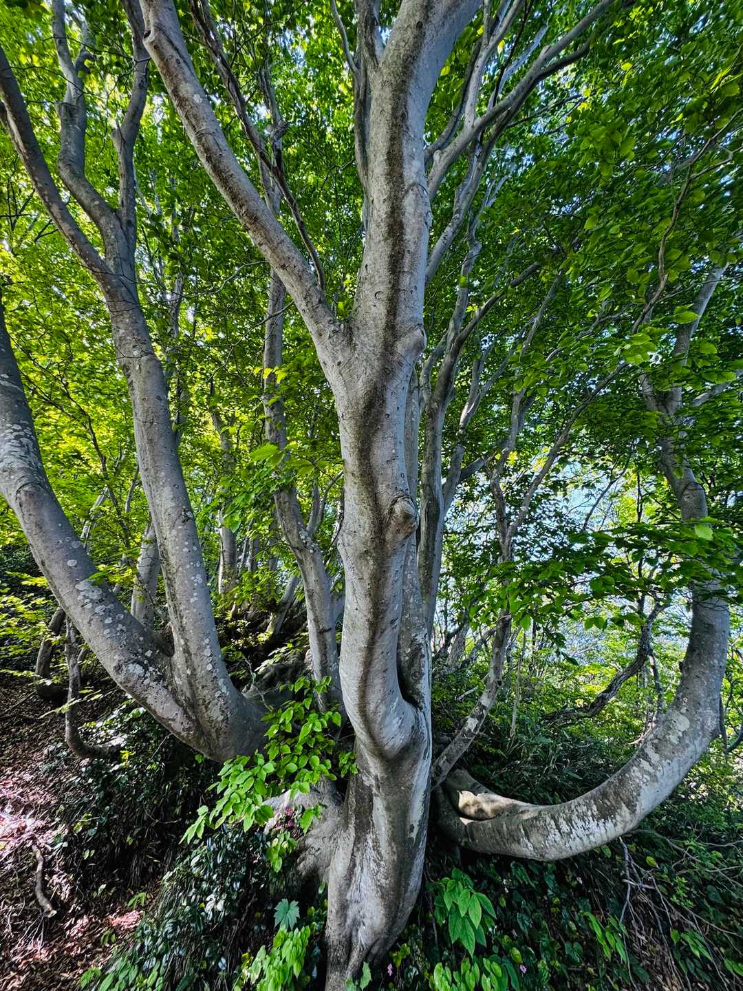これで1本の木🌳