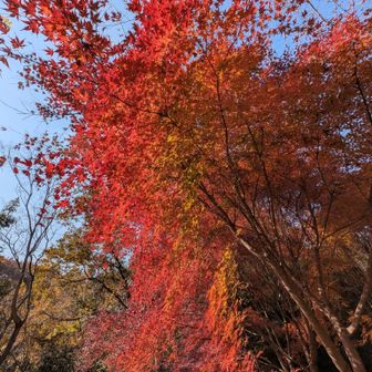 編集なしでもこの色✨️