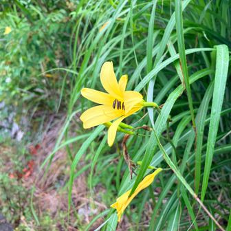 ニッコウキスゲ🌼