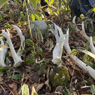 立派な角🫎それに真っ白で綺麗🤩