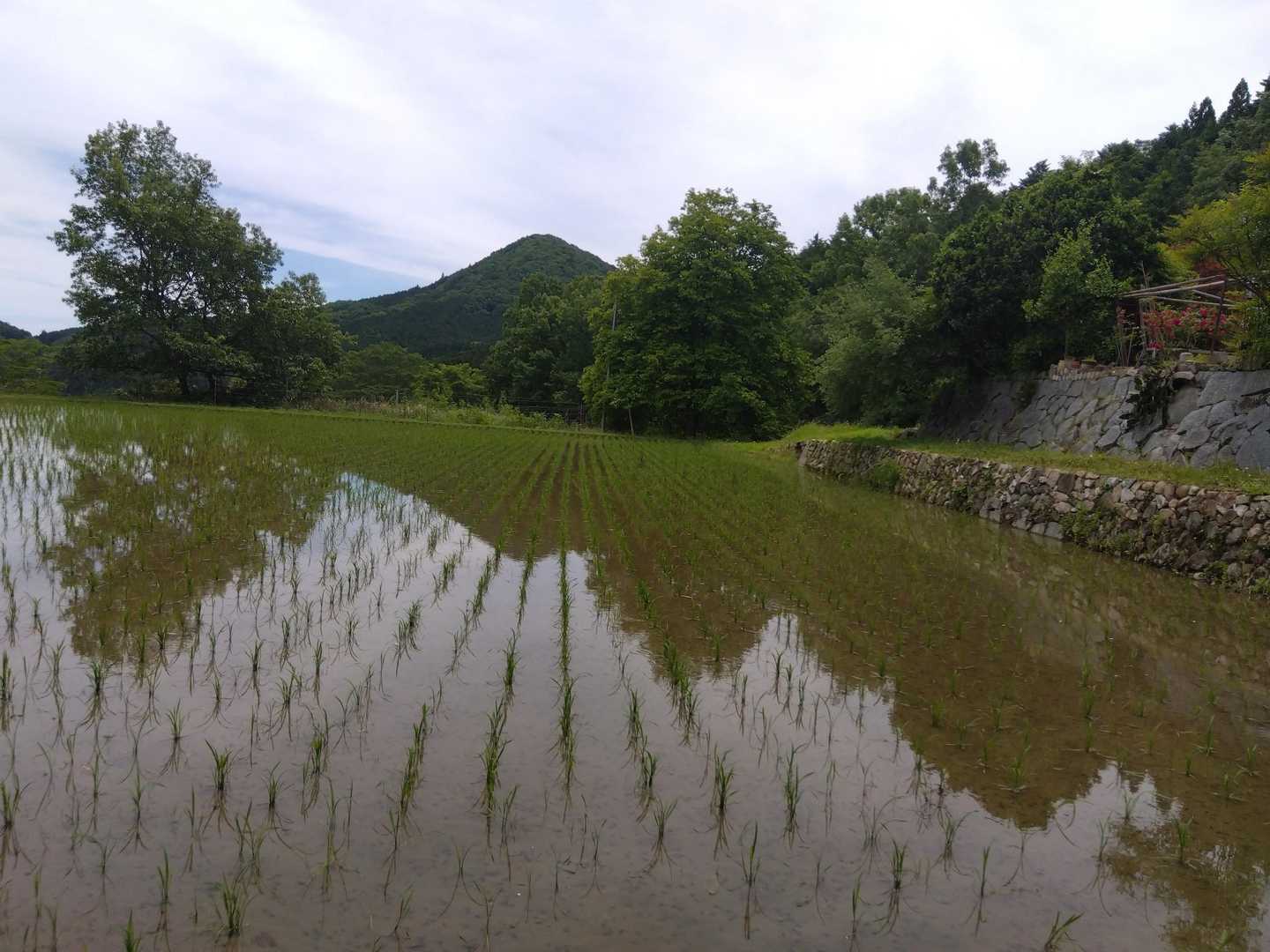 田んぼ越しの三草山