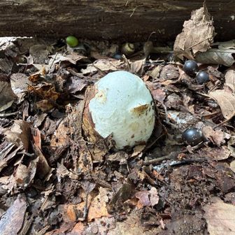 タマゴダケ🍄
