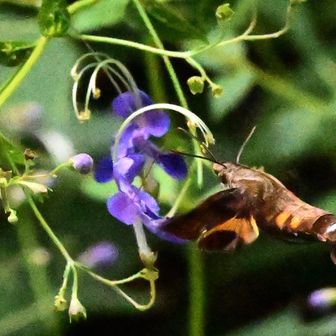 ホバリングで吸蜜するこの虫には生存戦略が通じてません🤣