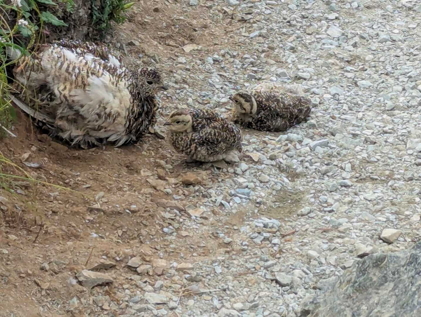 広河原登山口-北岳 往復コースの写真