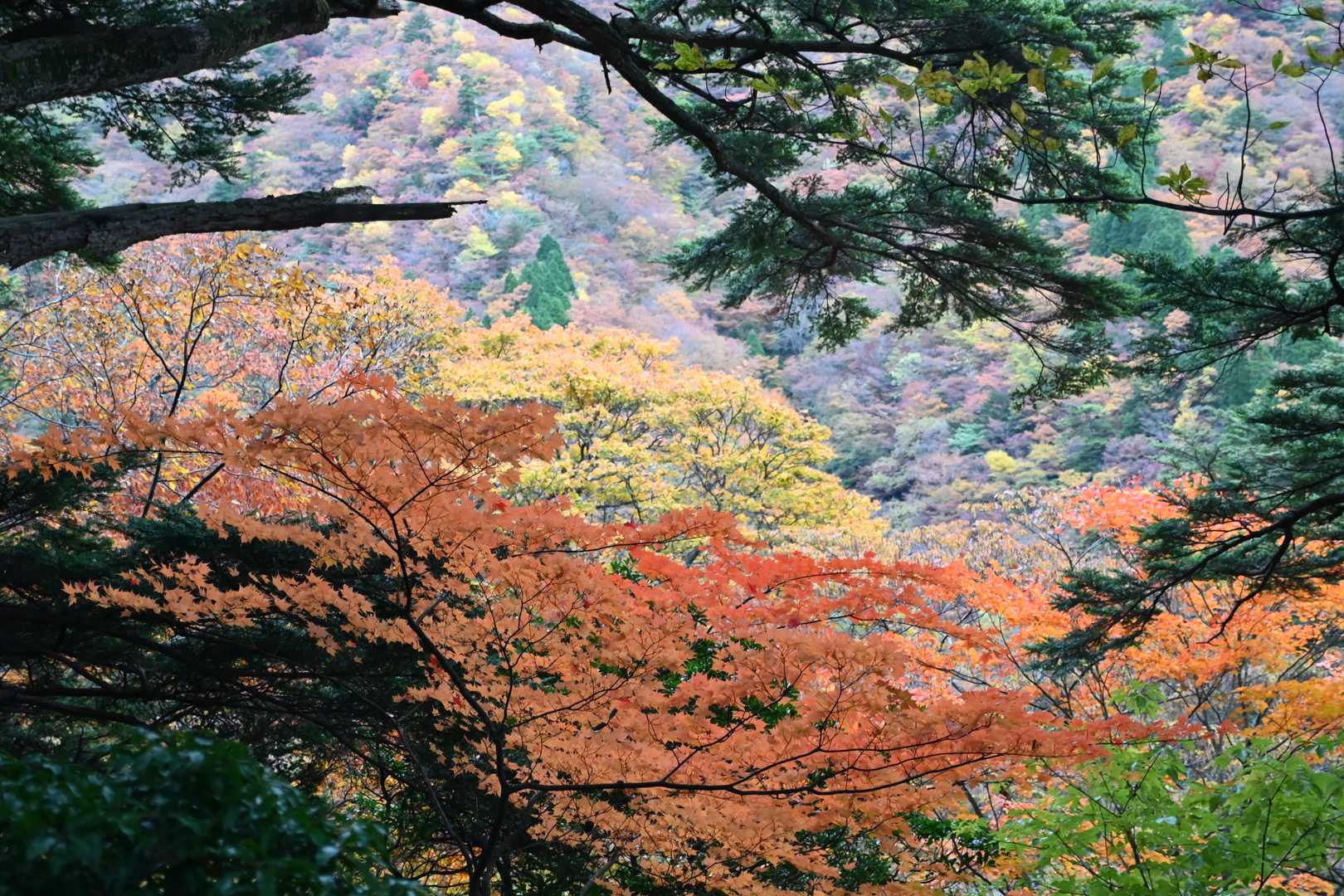 神原登山口-国観峠-祖母山 往復コースの写真