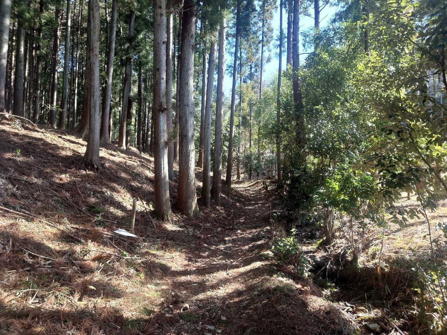 気持ちいい登山道