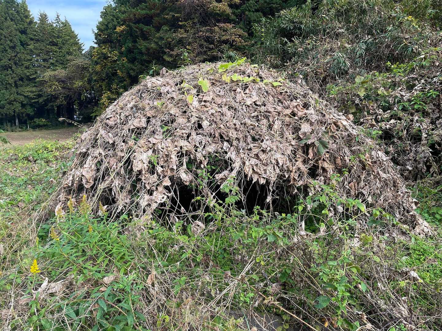 自然のテント？