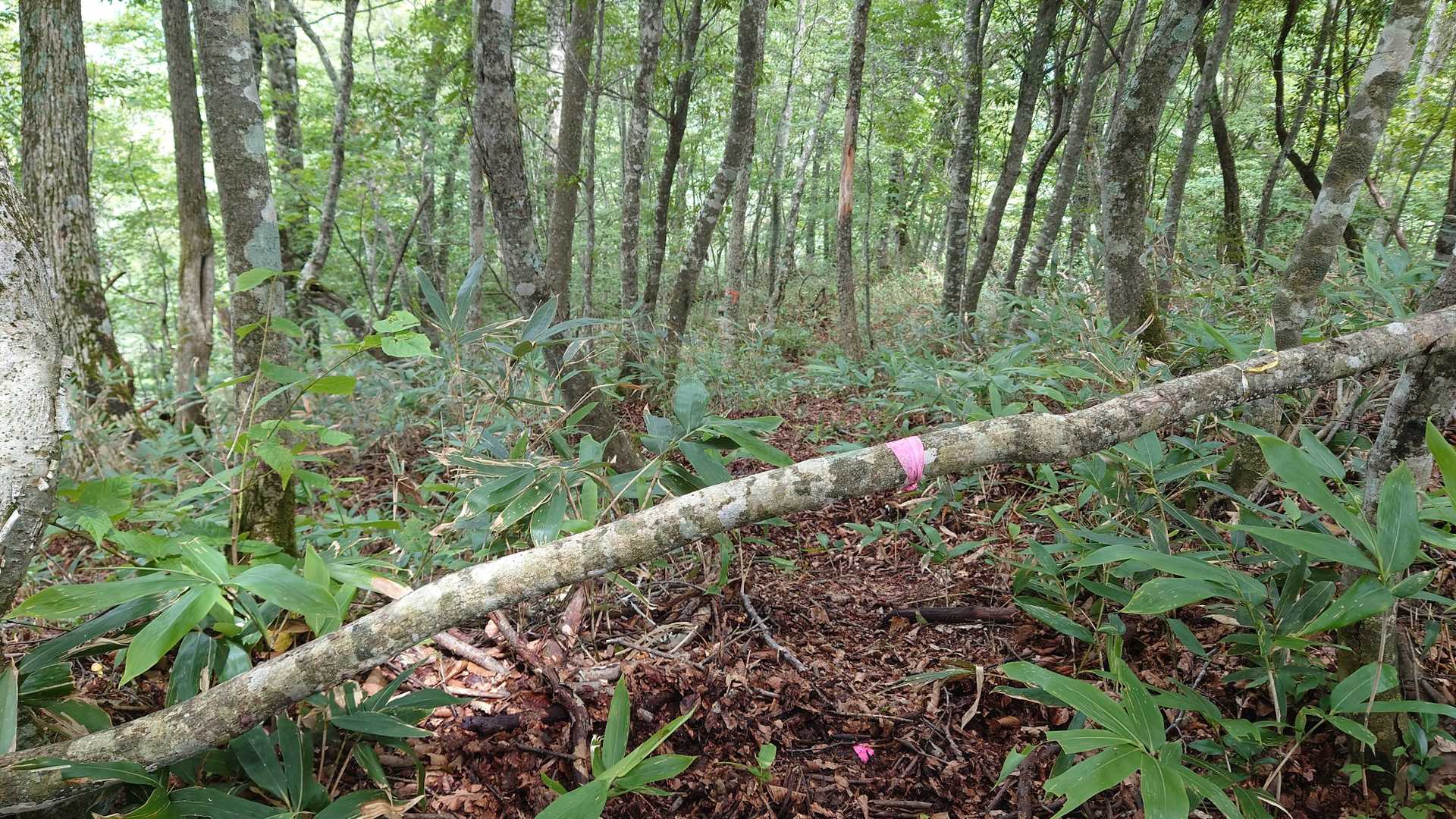番屋手前駐車場🅿から登ってくる非公認な登山道！！