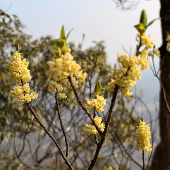 アオモジだそうです