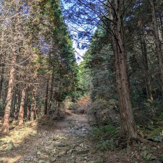 下山の道を振り返って