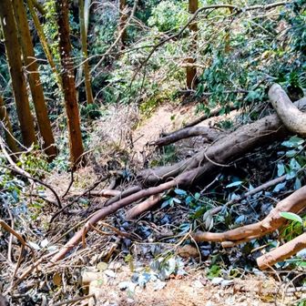 下山時倒木で道が塞がれた場所を慎重に通る🚶