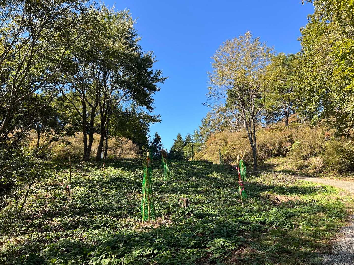 もう少しだよ。
ツツジの群生地、満開だと圧巻なんだろうね。