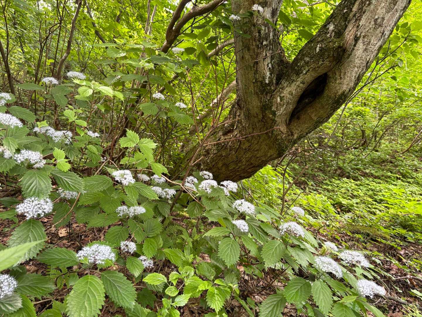 コアジサイを　ねらってる木🌲