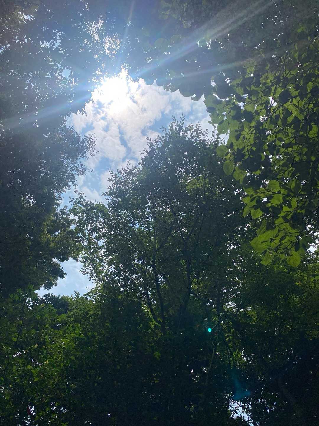 木漏れ日が気持ち良い🌿