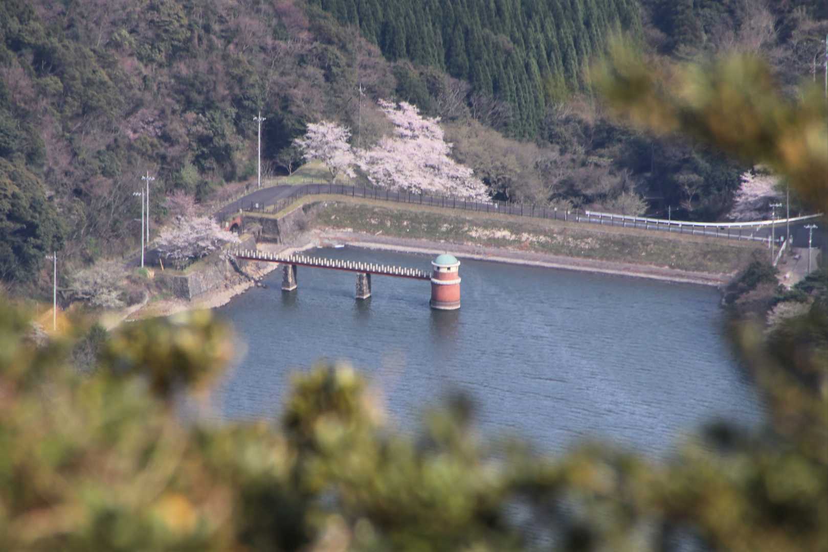 内日の水源地も
桜満開のようです