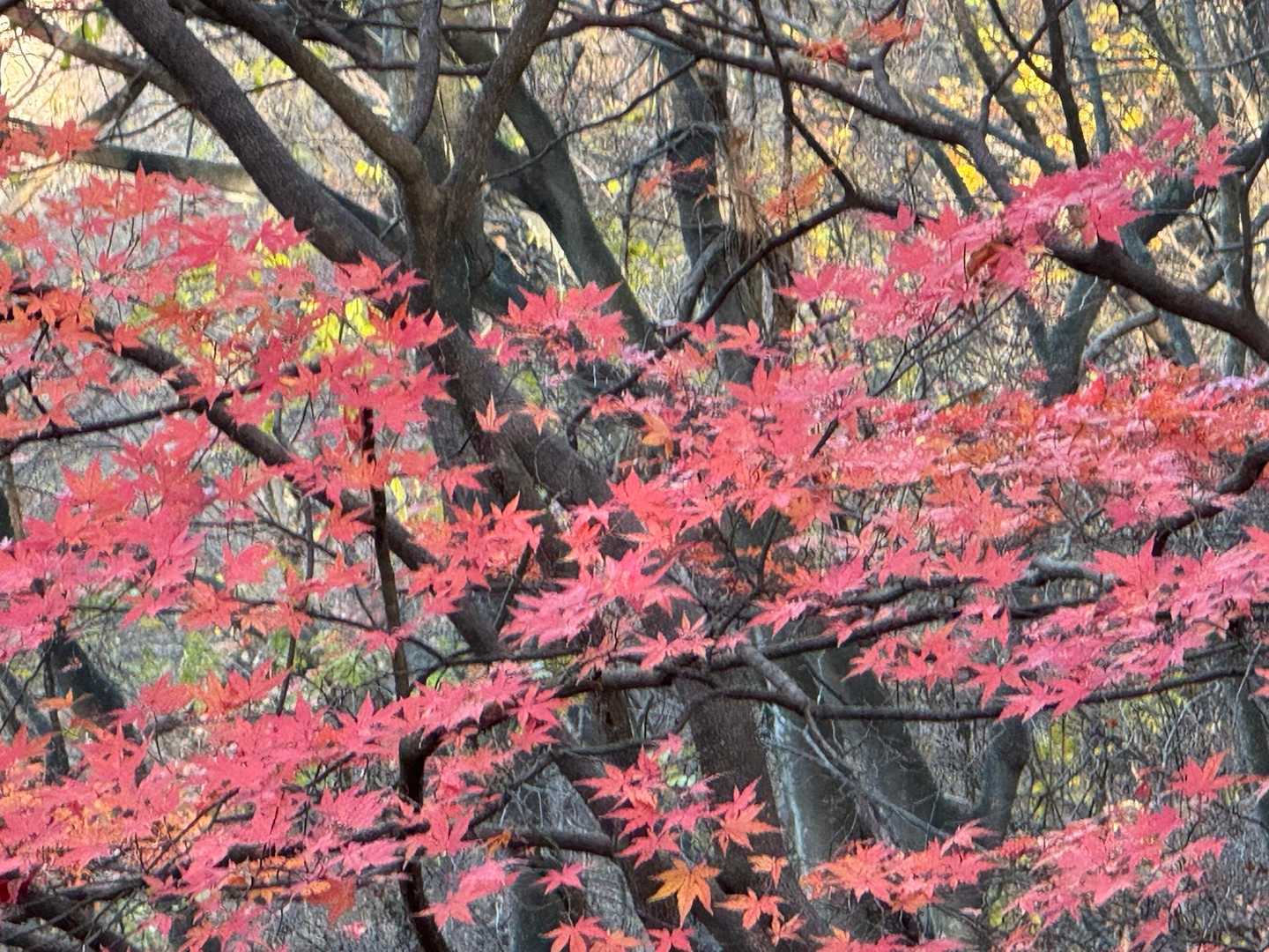 紅色