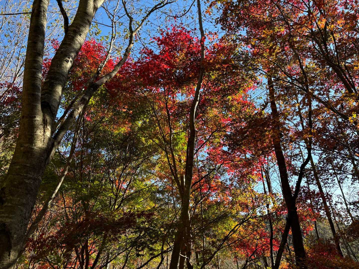 グラデーションがキレイだな〜🍁
見入ってしまいます