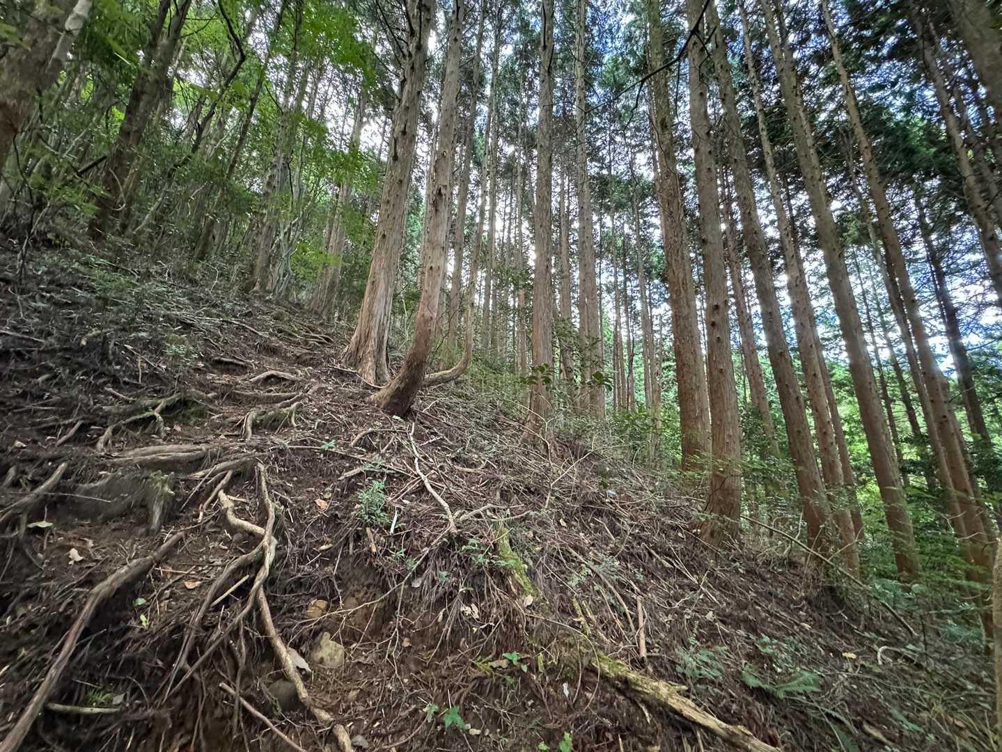 道中、森林コースの看板🪧裏の尾根に取り付く
しばらくはめちゃ急登💦