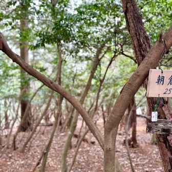 さくっとグレピの朝倉山登頂
YAMAPルートなし、踏み跡機能有難く活用(圧倒的感謝)