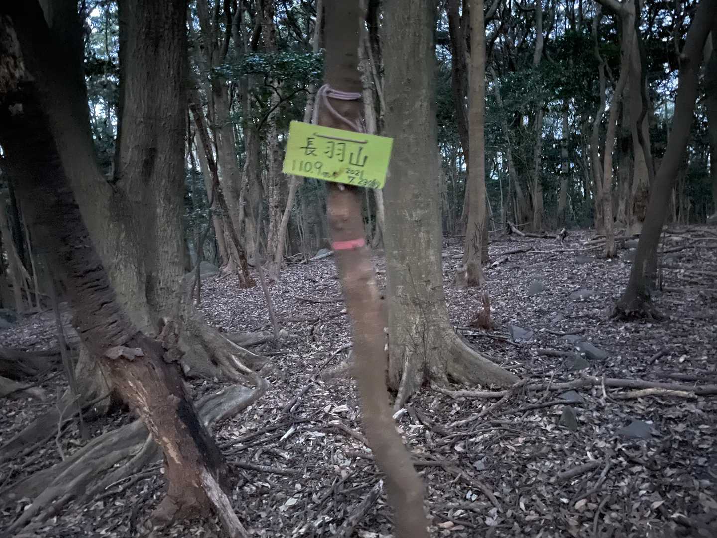 ラスト長羽山⛰
ここも舗装路が近くまで通ってるのでトレイルは少し👆薄暗くなってきました🔦

