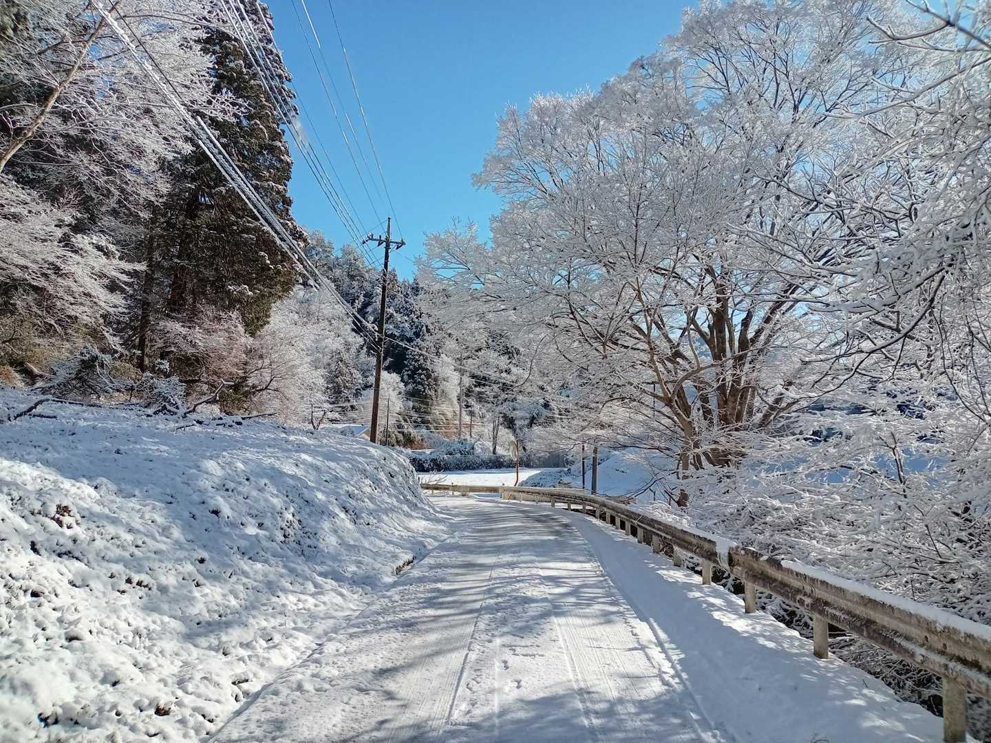 こんなに素敵な道を歩きます。