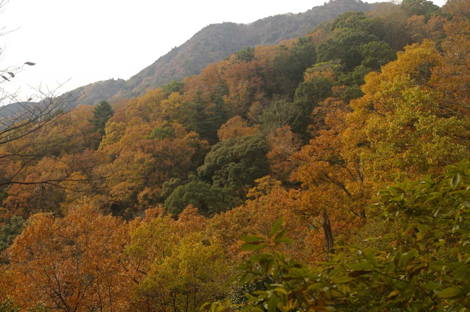 ここからちょっとだけ紅葉が見えました