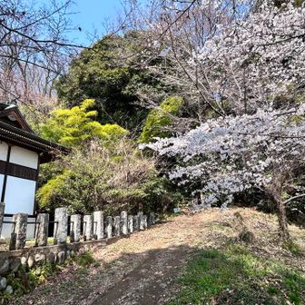八幡神社の桜
