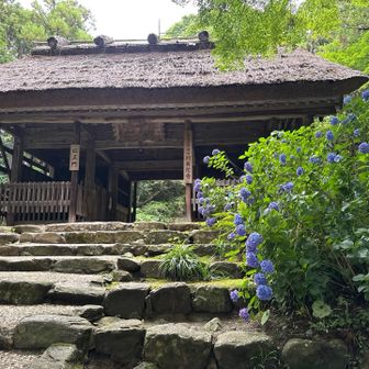 ちょっとだけ紫陽花撮る。