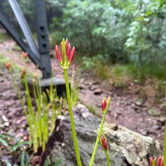曼珠沙華の蕾。
秋だ。