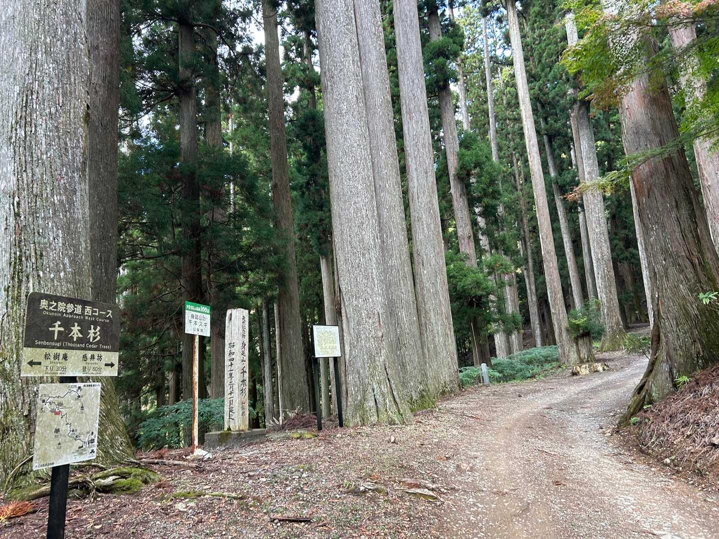 急に樹木の雰囲気が変わったなと思ったら、天然記念物の千本杉🌲だった。見事✨