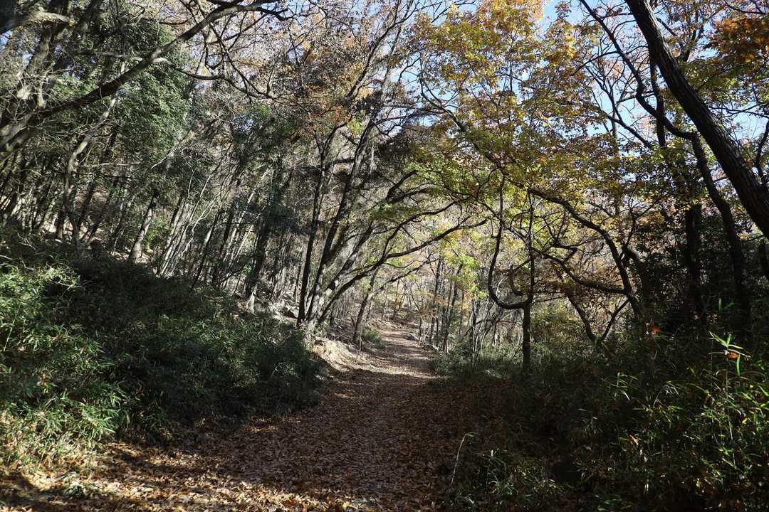 道なり紅葉もほとんど散った感じ