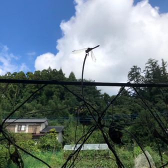 なぽりたりあん