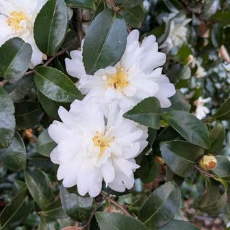 小宮公園に戻り
サザンカ？