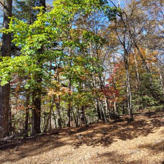 テント場の木々。落ち葉が沢山。