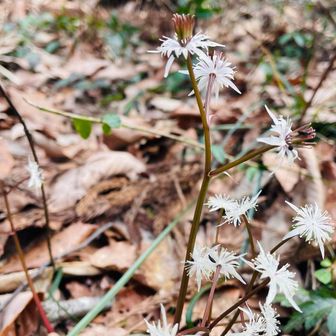 オウレン

特徴: キンポウゲ科の常緑多年草で、早春に白い花を咲かせます。﻿
花: 白い花びらのように見える部分は「萼（がく）」で、本当の花びらはその内側にある、より短いさじ形をしています。﻿
自生地: 日本固有種で、北海道、本州、四国の山地の樹林下などに自生または栽培されています。﻿
薬用: 根茎は黄色く、乾燥させたものは生薬「黄連」として漢方薬に利用されます。
福井県はオウレンの主要な産地の一つです❗️😆
Google先生調べ