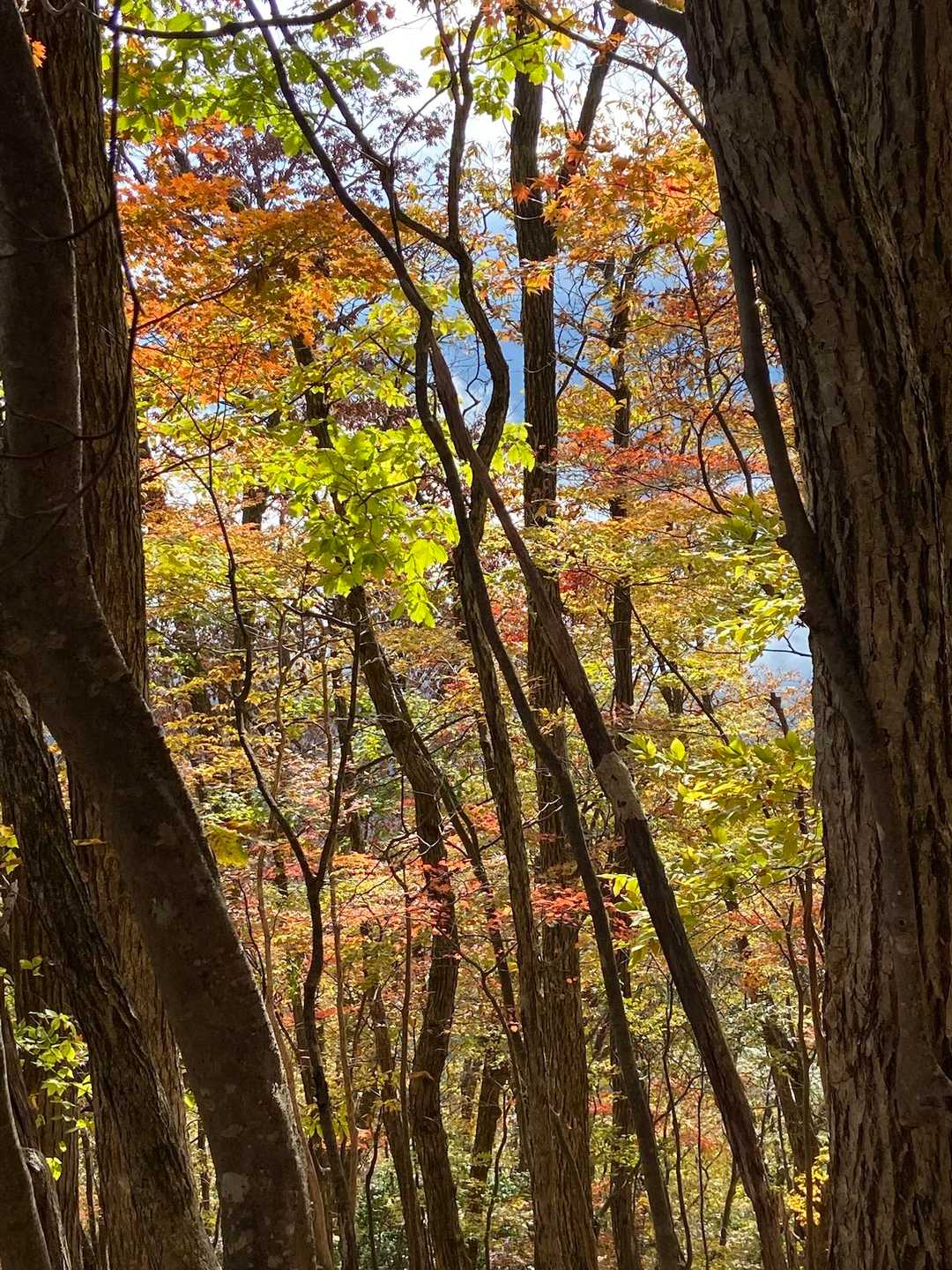 名郷バス停-鳥首峠-天神山-ウノタワ-横倉山-妻坂峠 周回コースの写真