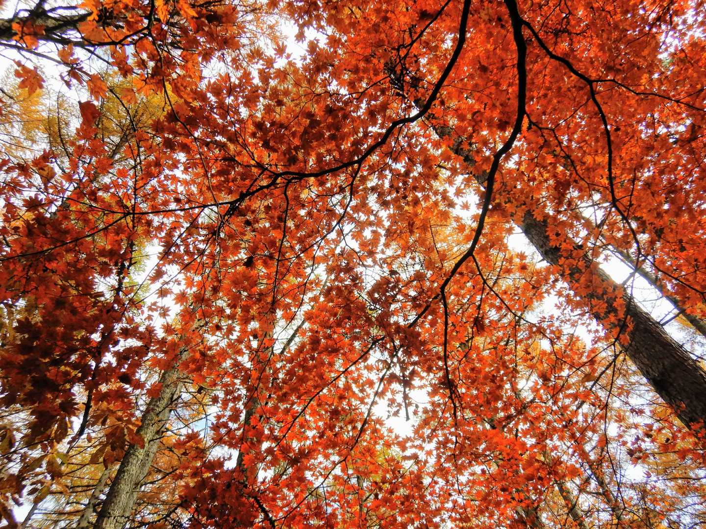 梨子野山の写真