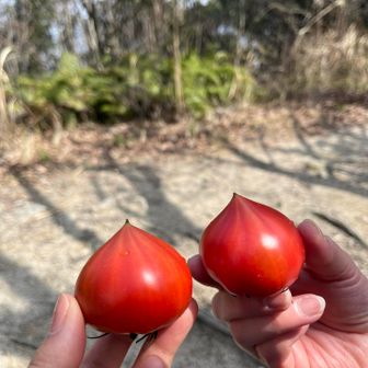 山頂のベンチで大島トマト🍅丸かじり🤭