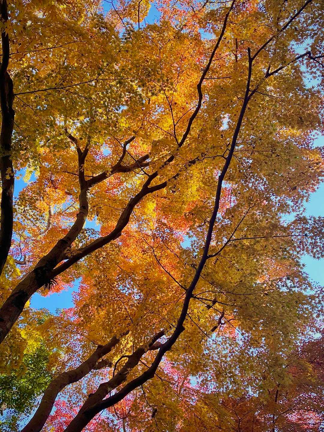紅葉めちゃくちゃいい感じ。