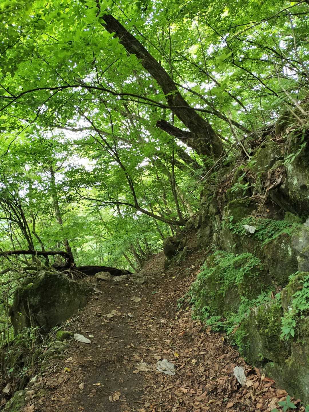 ロックガーデンへ行く途中の道が緑がとてもきれい(*´∀｀)✨️
緩やかに見えて、少しだけ滑りやすいので、用心して下ります😌