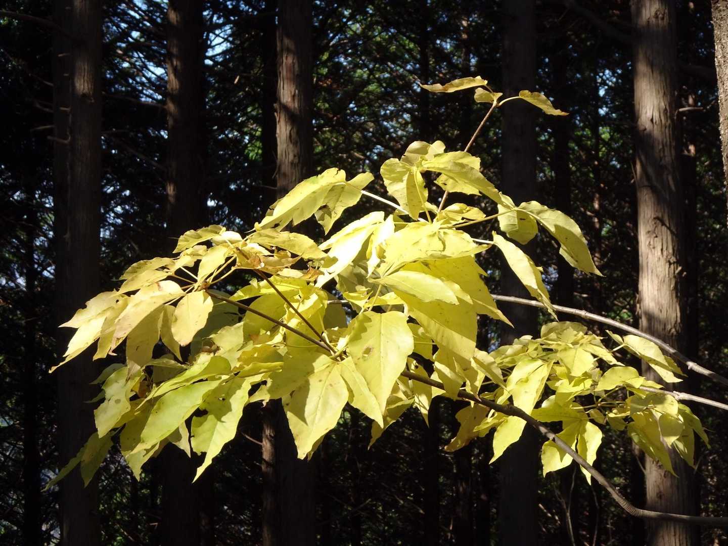 3葉の黄葉はタカノツメかメグスリノキか？