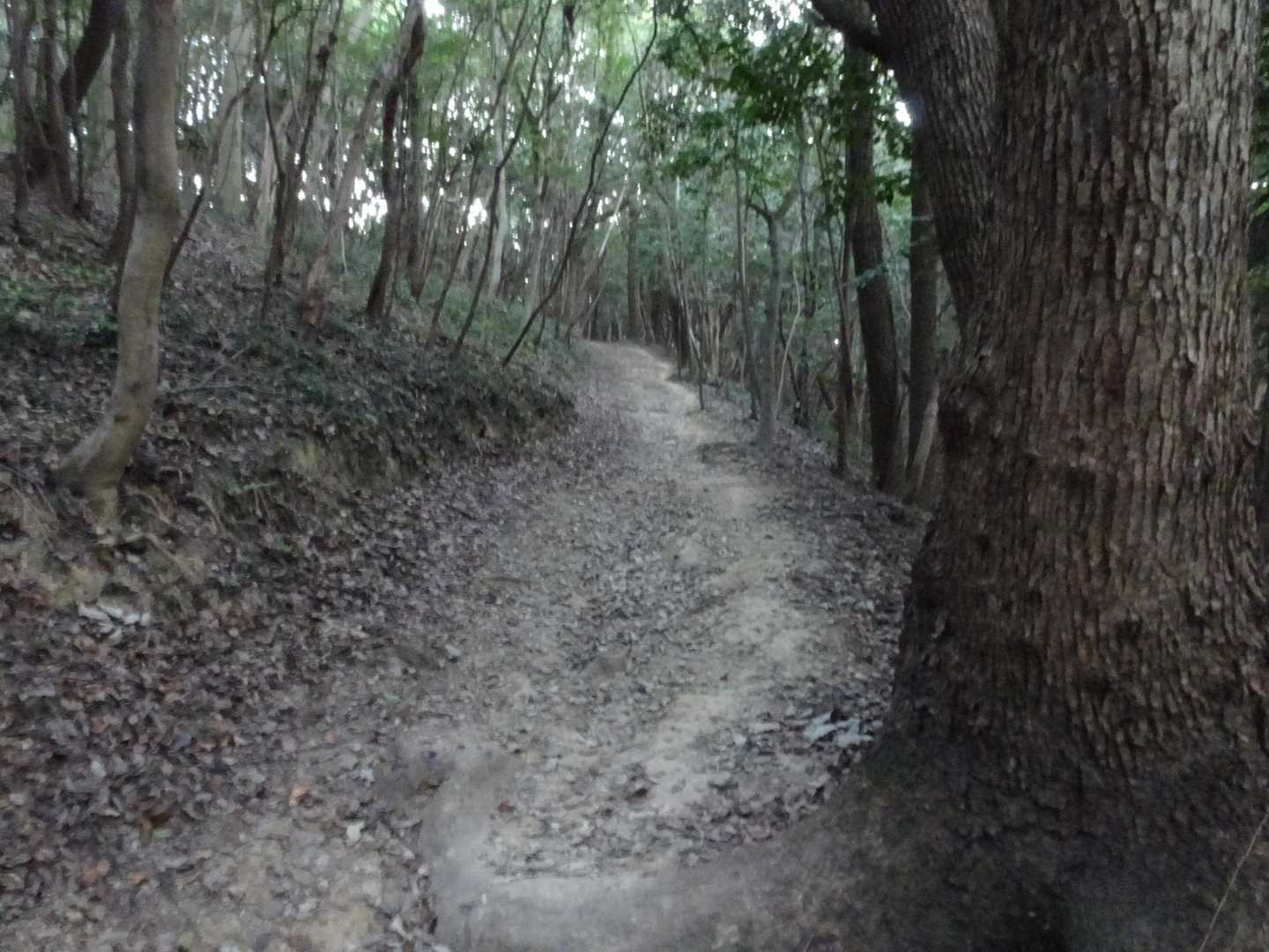龍王山-吉備津彦神社 周回コースの写真