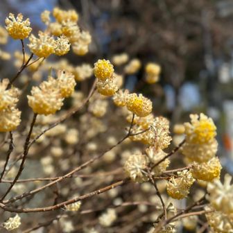 ミツマタちゃん🌼