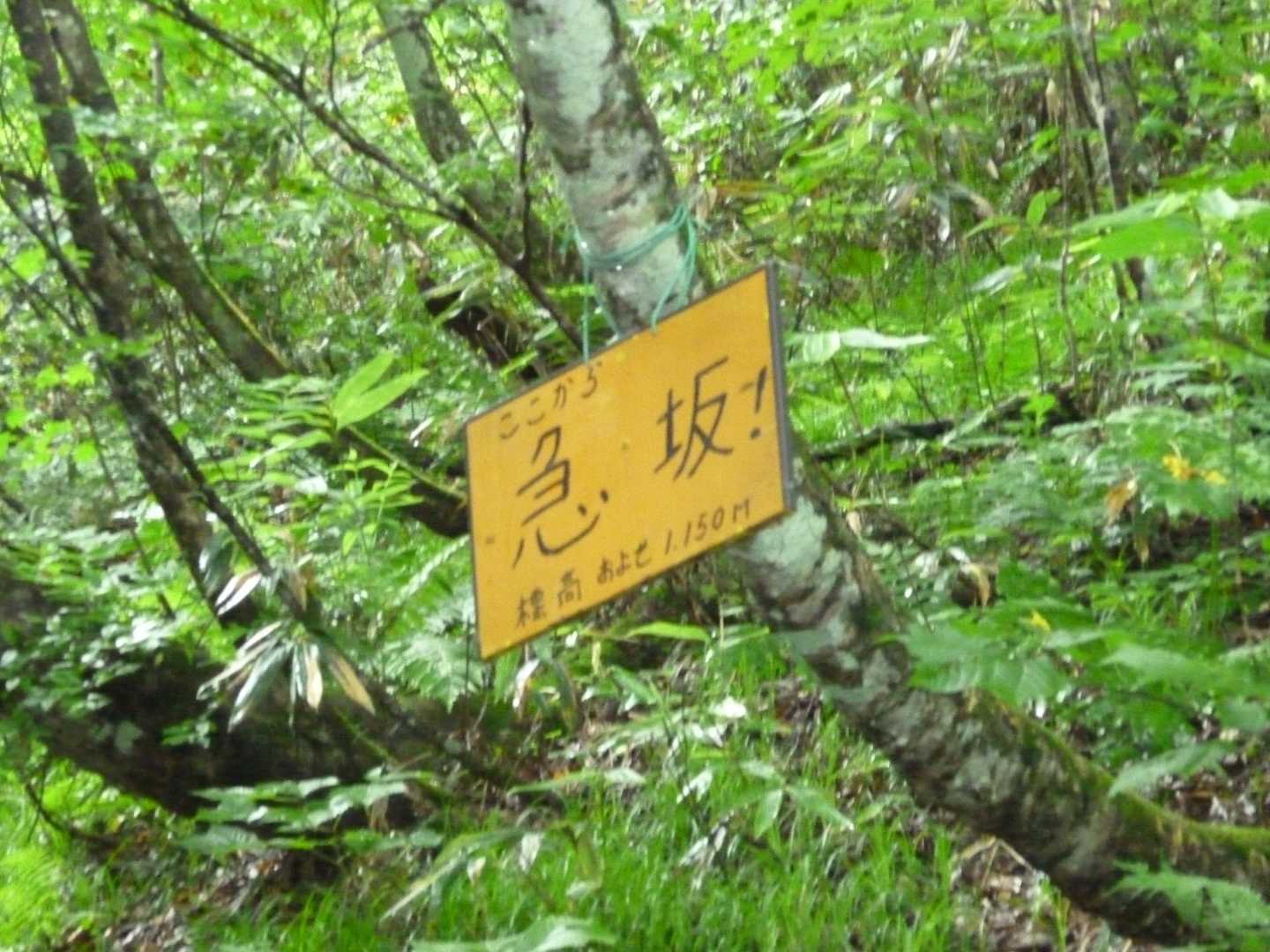 確かに急坂でした